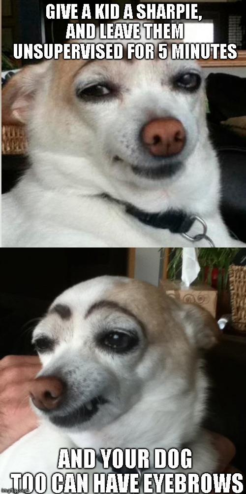Dog With Lipstick Meme