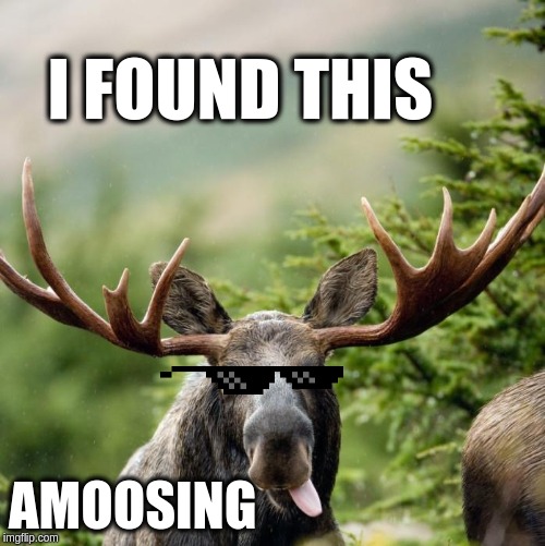 Moose Imgflip