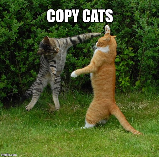 Two cats fighting Imgflip