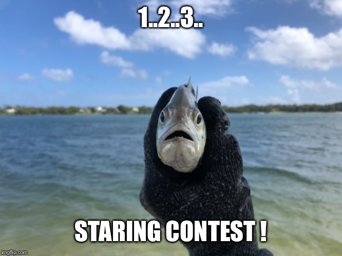 Image tagged in fish,fishing,staring contest,talking fish,funny meme