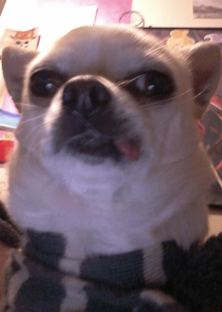 "chihuahua" Meme Templates Imgflip