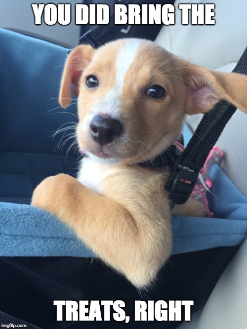 Doggy Meme Hilarious Dog Memes You'll Laugh at Every Time Reader's