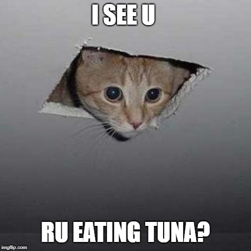 cat seeing hooman eating tuna Imgflip