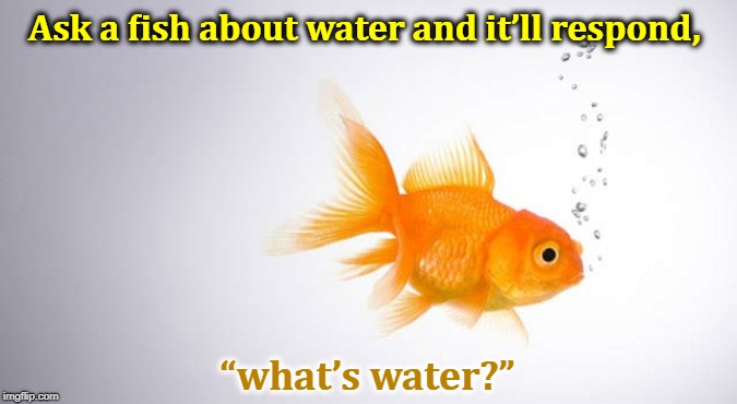Image tagged in fish,water Imgflip