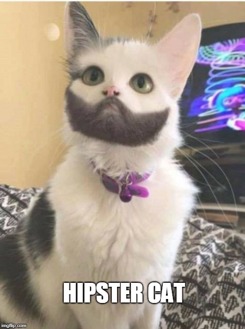 Do It Jiggle Cat Meme apsgeyser