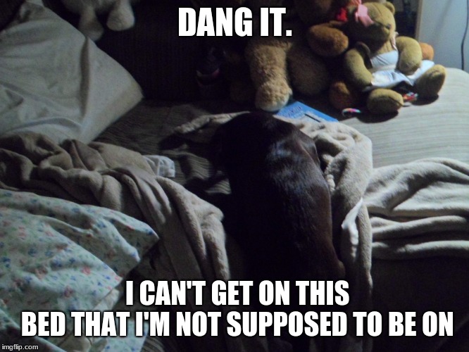 Image tagged in dog tries to get on bed Imgflip