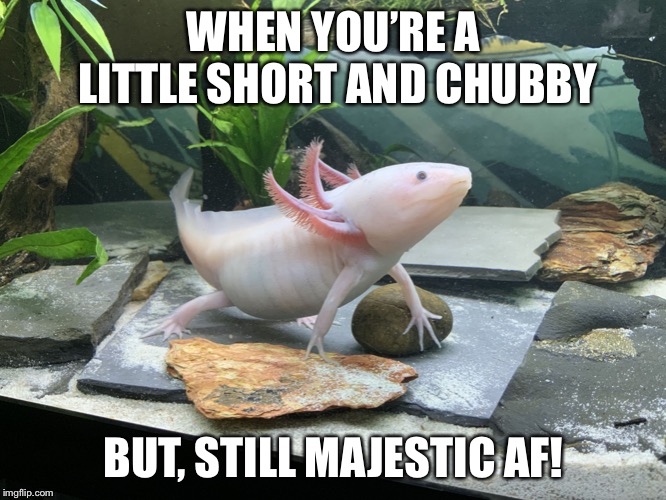 Image tagged in axolotl Imgflip