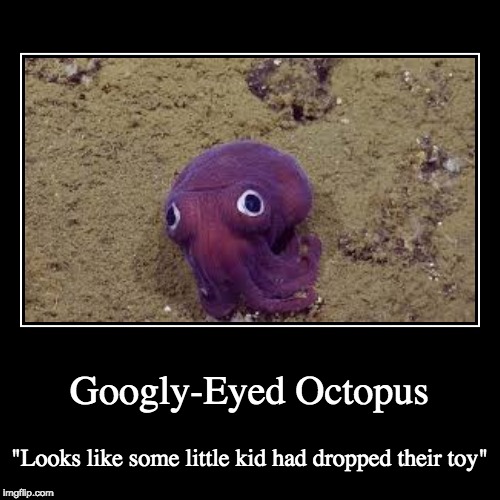 GooglyEyed Octopus Imgflip