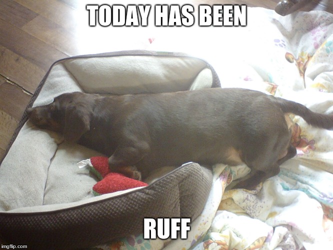 The Ruffest day of all Imgflip