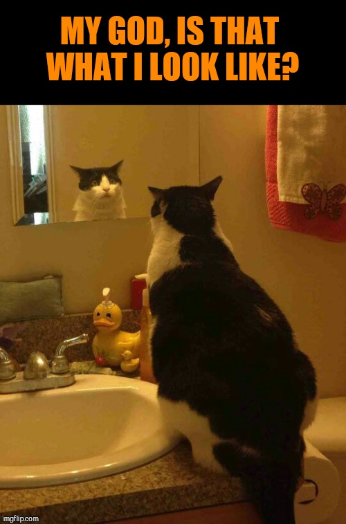 Image tagged in shocked cat,reality hurts Imgflip