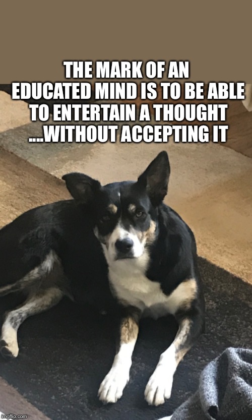 border collie Memes & GIFs Imgflip