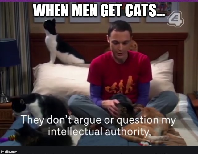 Catmen Imgflip
