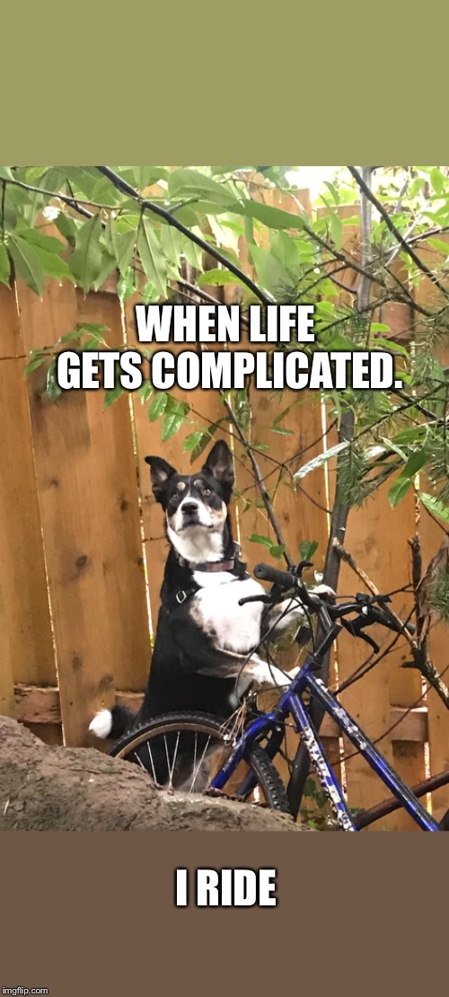 Image tagged in border collie Imgflip