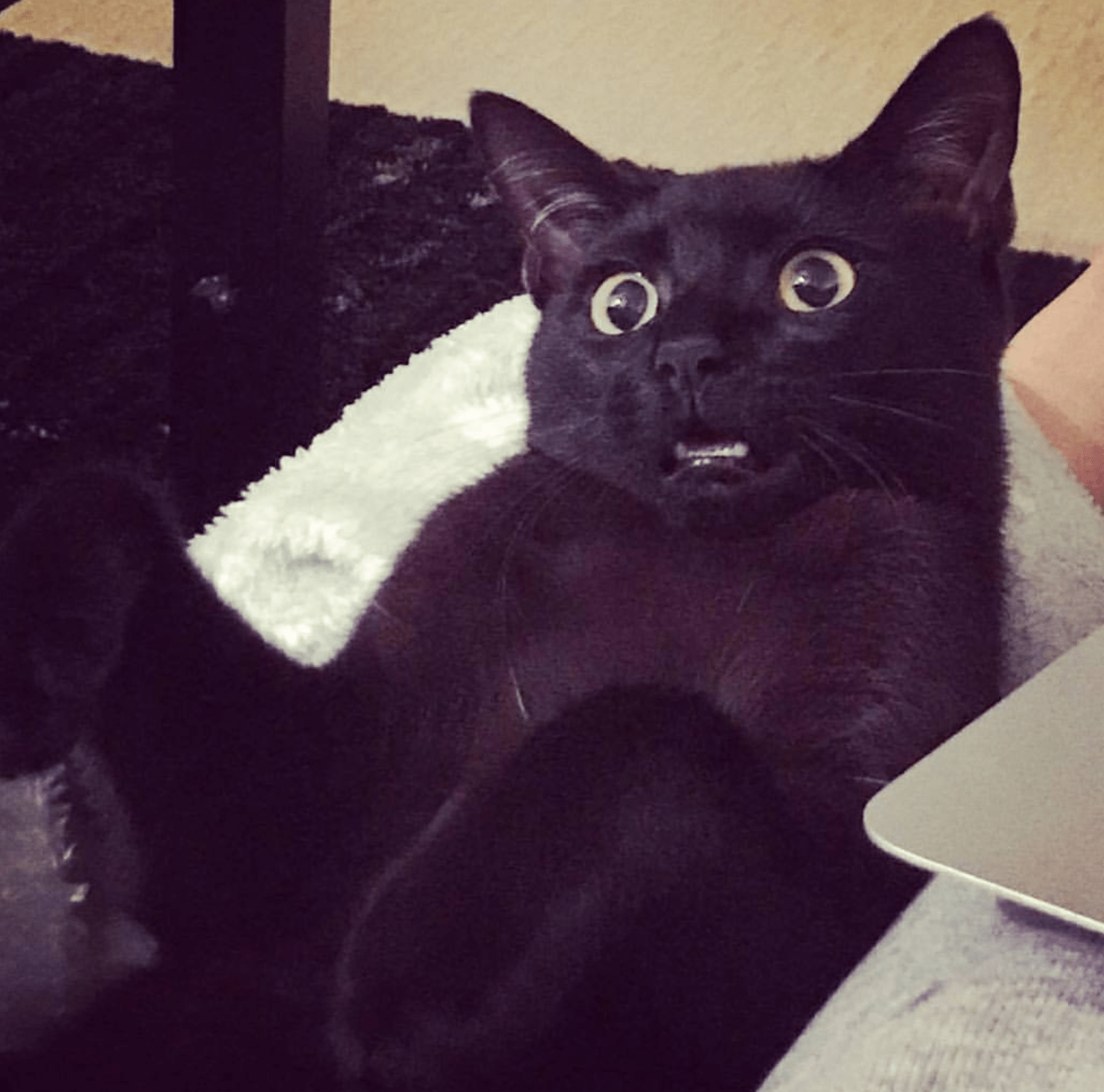 Shocked Cat