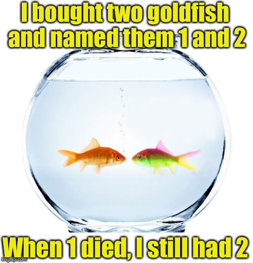 Fishbowl Memes Imgflip