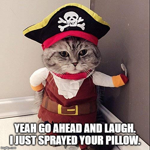 Cat wearing costume. Imgflip