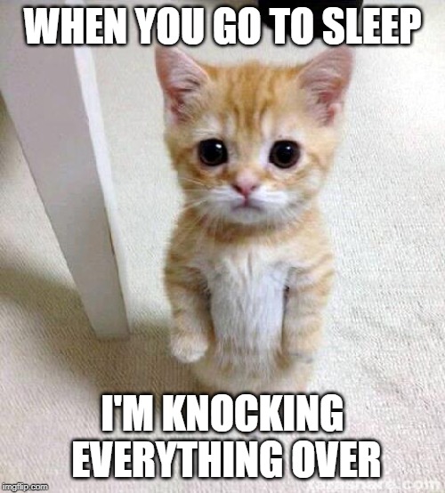 Cute Cat Meme Imgflip