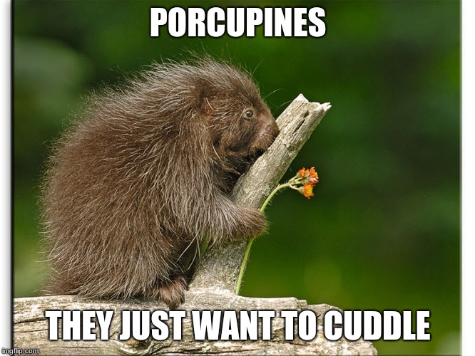 Cuddle Buddy Imgflip