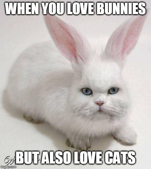 BUNNYCAT Memes Imgflip