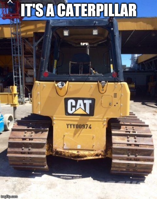 What Animal Is This? Imgflip