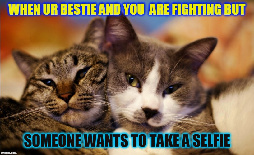 Image tagged in cute,fight,cats Imgflip