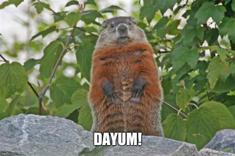 αww, hє's just trчíng tσ gєt thє trєє tσ stσp вαrkíng αt єvєrчthíng