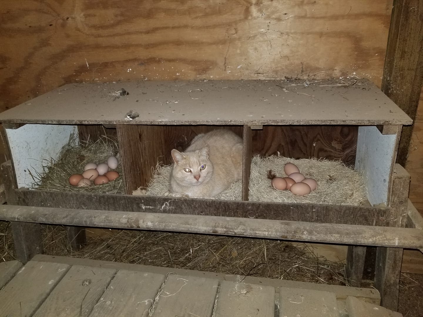 Cat Laying Eggs Blank Template Imgflip