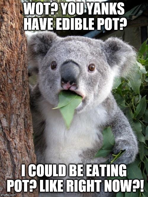 Surprised Koala Meme Imgflip