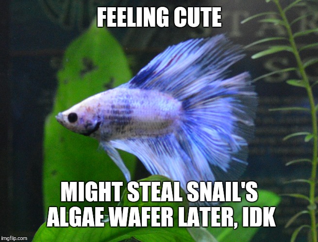 Image tagged in angry betta Imgflip