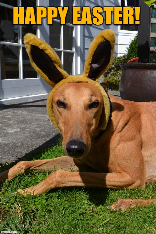 Happy Easter Hound Imgflip
