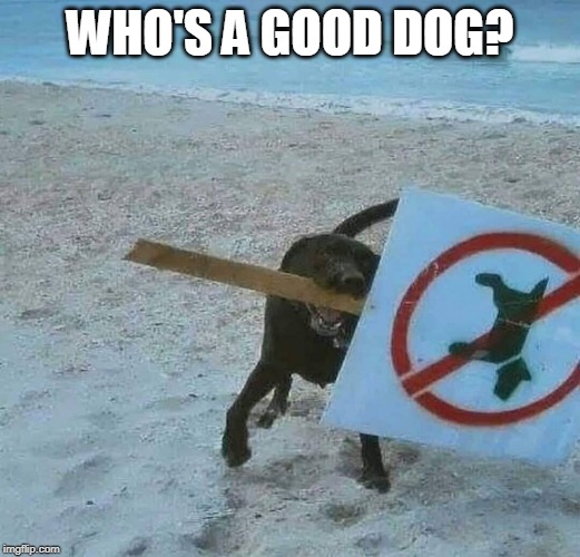 GOOD DOG Imgflip