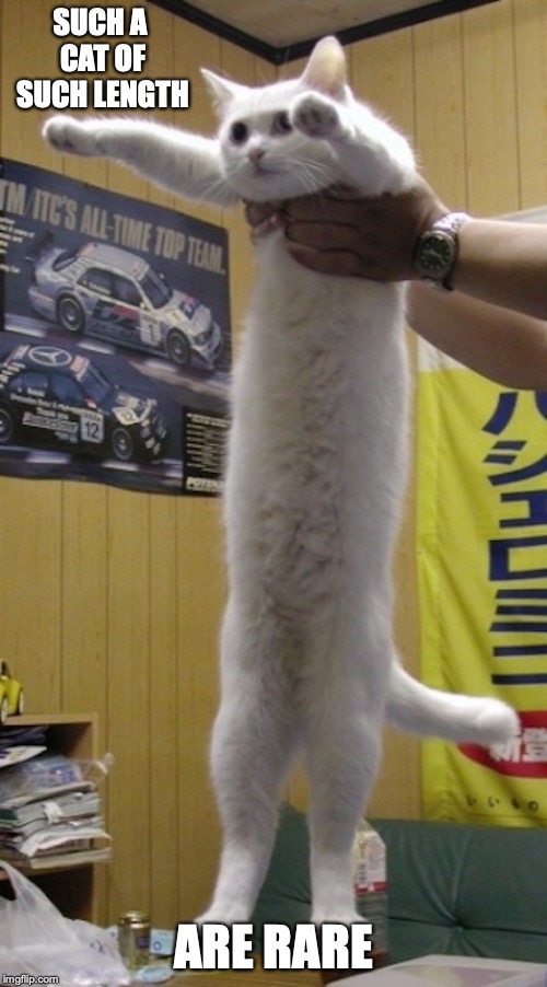 Longcat Imgflip