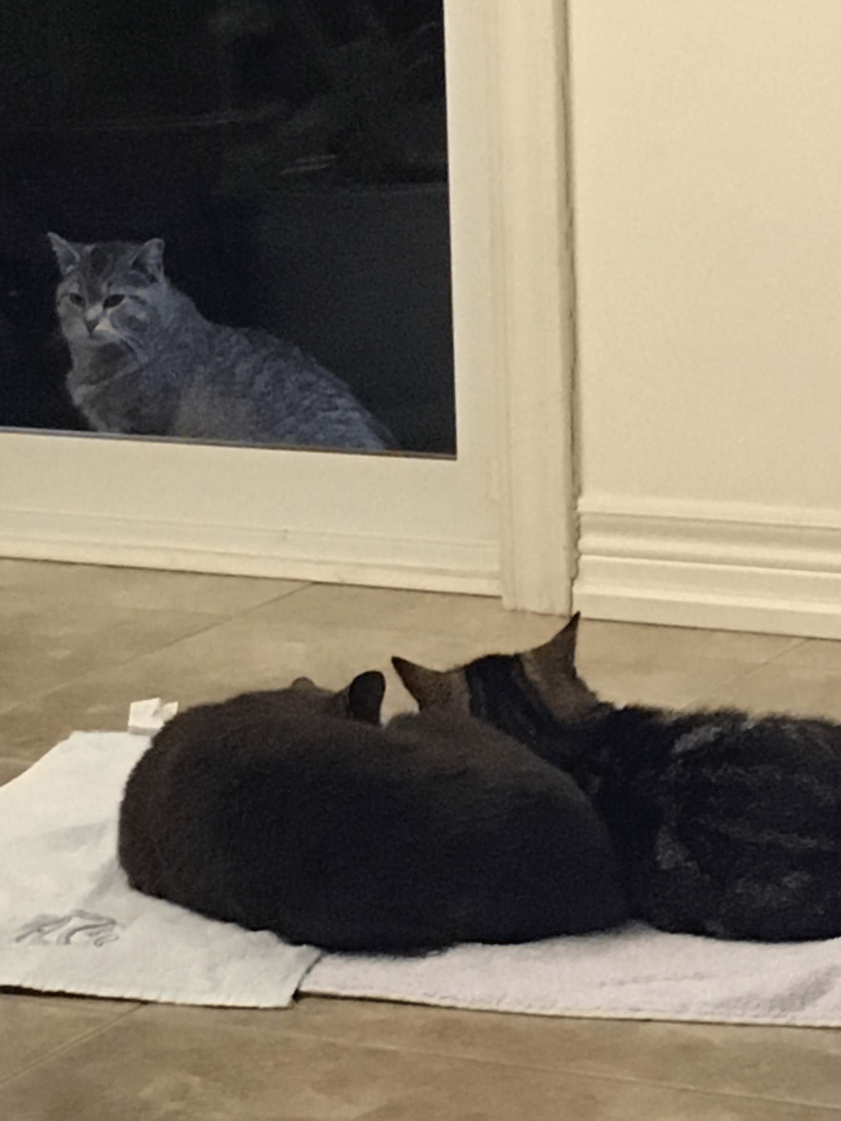 Cat outside Memes Imgflip