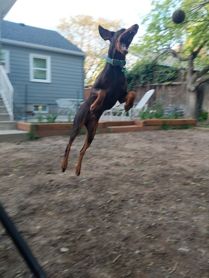 Flying Dog Meme Generator Imgflip