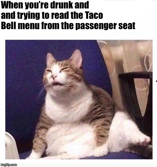 Confused fat cat Imgflip