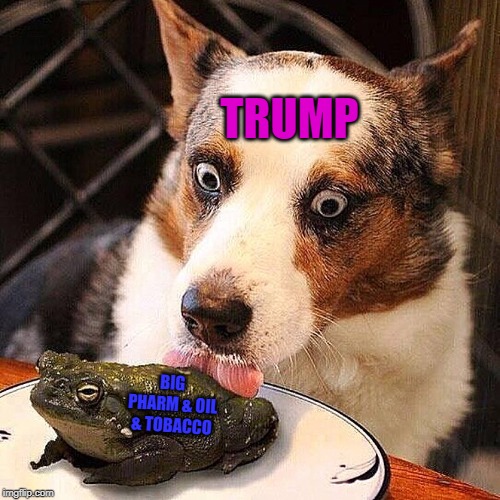 What Happens When Dogs Eat Frogs