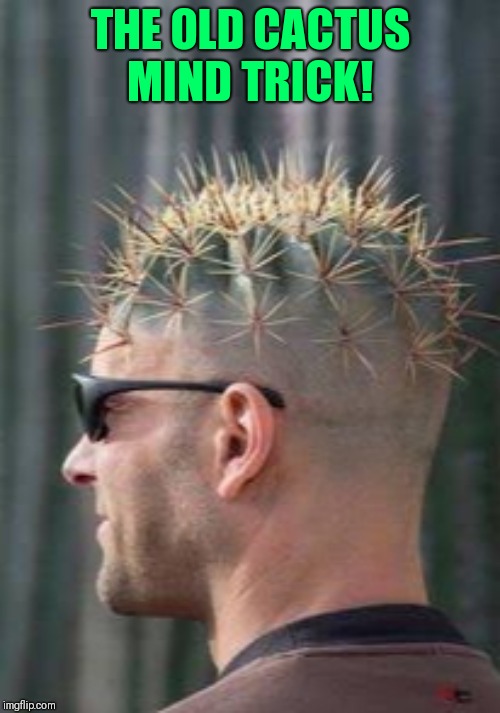 Jabba cactus Imgflip