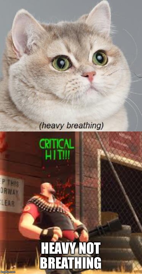 Image tagged in memes,heavy breathing cat Imgflip