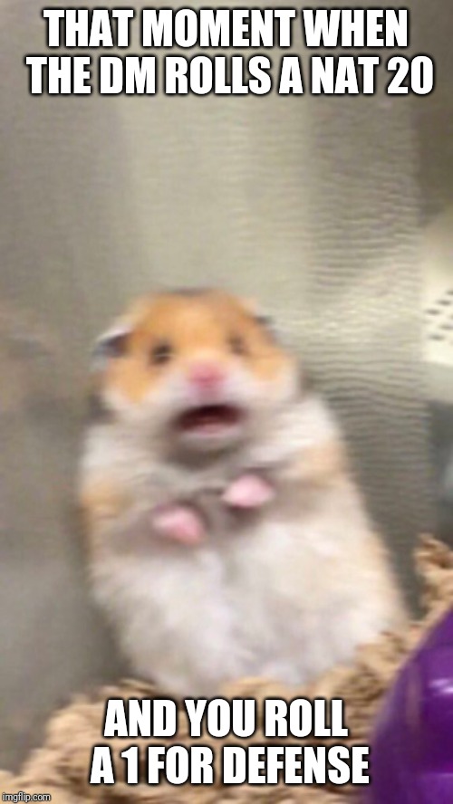 Surprised hamster Latest Memes Imgflip