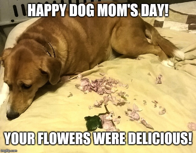 ZekesDogMomDay Imgflip