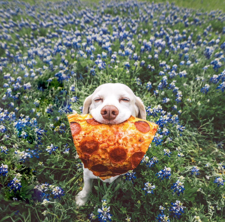 Pizza Flower Dog Memes Imgflip