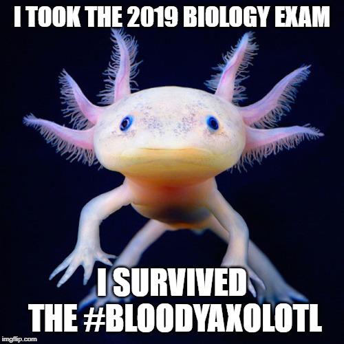 axolotl Memes & GIFs Imgflip