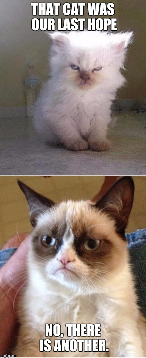 Grumpy Cats Imgflip