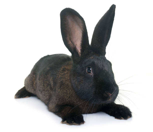 Bad Joke Rabbit Blank Template Imgflip