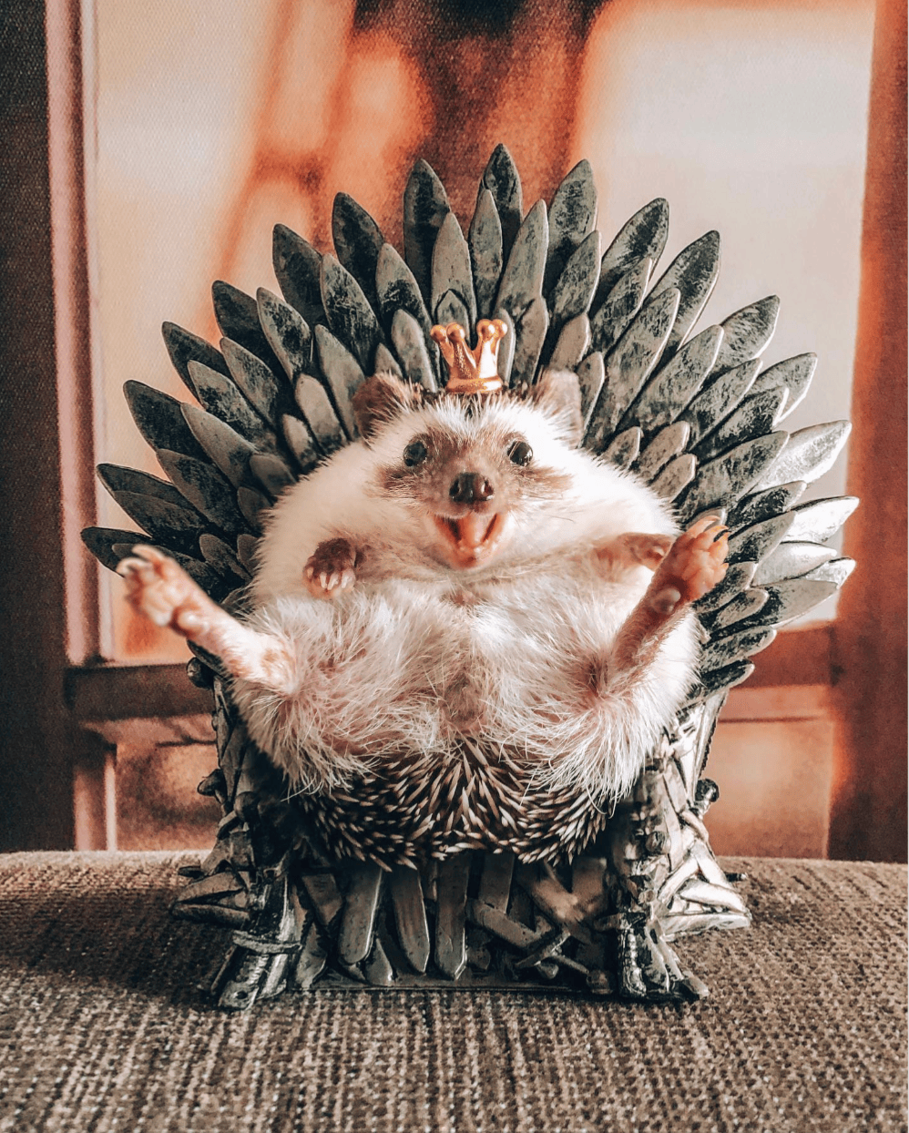 game of thrones hedgehog Blank Template Imgflip