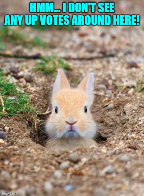 Image tagged in cute bunny,nixieknox,memes Imgflip