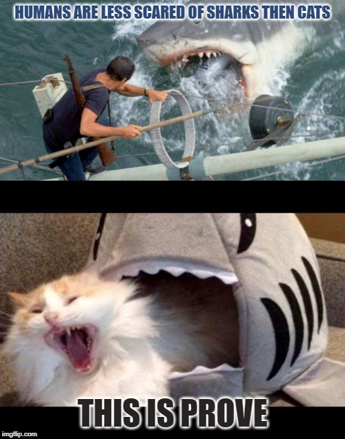 BREAKING NEWSSHARKCAT! Imgflip
