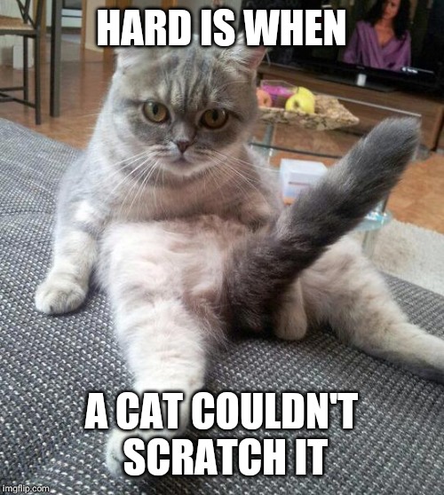 Sexy Cat Meme Imgflip
