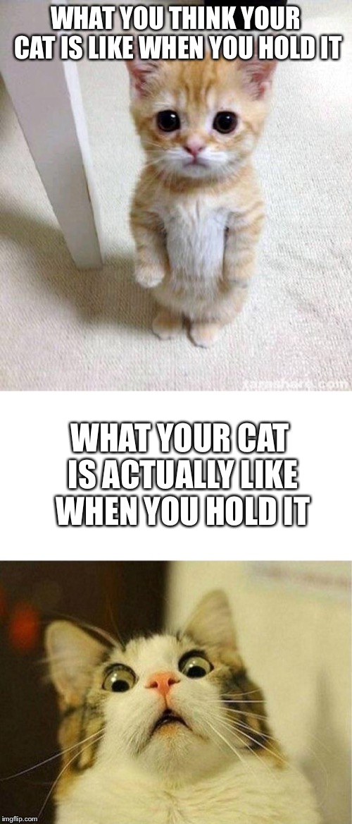 Image tagged in memes,scared cat,cute cat Imgflip