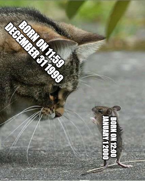 Cat and mouse Imgflip